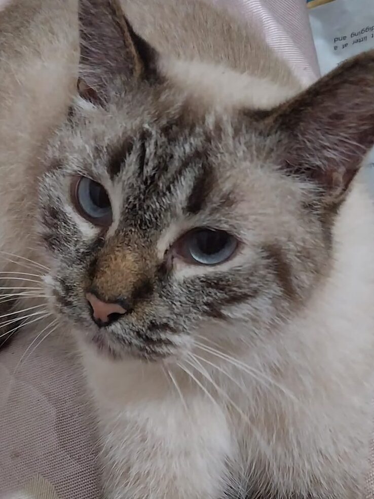 The Talking Tabby Too